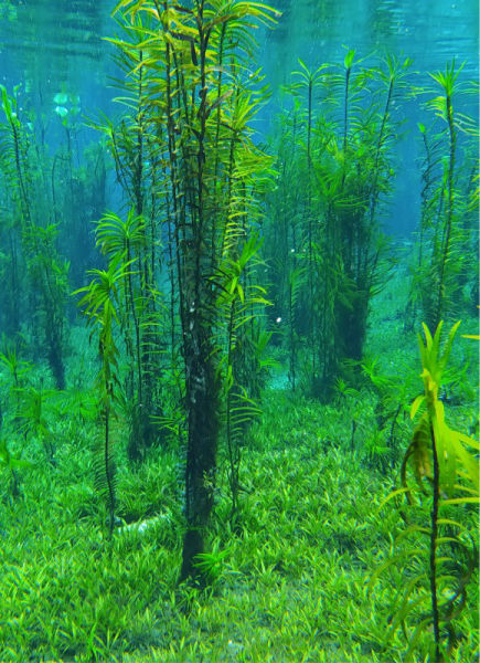 nascentes da serra foto flutuação agencia ea bella tur